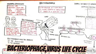 bacteriophagevirus life cycle umerfarooqbiology7083 [upl. by Chastity161]