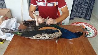 How Can I Save Dead Body Of Bird Part 01 In UrduHindi [upl. by Silvers947]