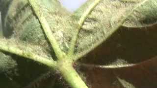 Spider mites in cotton [upl. by Erapsag724]