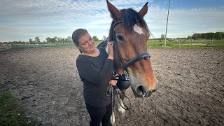 Nach 7 Jahren das erste mal wieder auf einem Pferd sitzen reiten reitsport [upl. by Kcirrej]