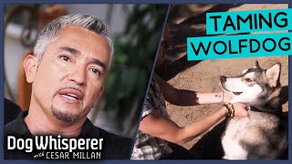 Taming Aggressive Wolf Puppy with Cesar Millan  Dog Whisperer [upl. by Qahsi]