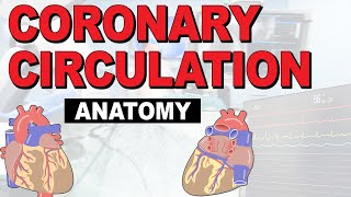 The Anatomy of the Coronary Circulation [upl. by Colette]