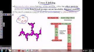 Enzyme immobilization [upl. by Christoffer]