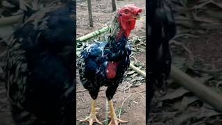 lindo galo caipira no galinheiro comendo verduras nature animais aves natureza fazenda criação [upl. by Macguiness]