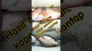 Mancing di kedalaman laut kalimantanBudalmancingae [upl. by Ednihek]