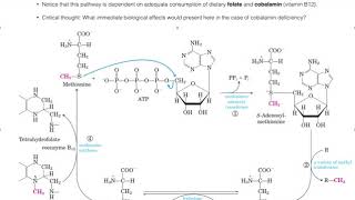 Amino Acid Metabolism  the Methionine SAM Cycle [upl. by Eicak]