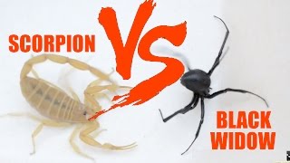 Crab vs Scorpion Explained 💀🔥 crab scorpion fighting [upl. by Leisam]