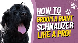 Giant Schnauzer Grooming Tutorial  How to Groom a Giant Schnauzer StepbyStep Guide [upl. by Ellehcrad]