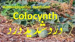 Colocynth homeopathic medicine for pains neuralgia amp colics treatment homeopathictreatment [upl. by Glory554]