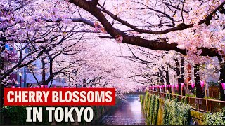 The Best Places to See Cherry Blossoms in Tokyo [upl. by Oiramej990]