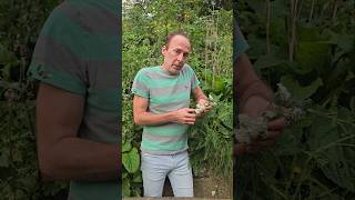 Yarrow achillea millefoliumforaging herbs gardening permaculture adventure explore nature [upl. by Hubble]