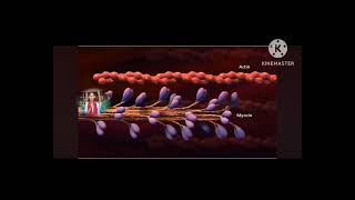 sarcomere structure and its function part 3 [upl. by Legge]