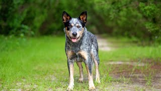 How to Train Your Australian Cattle Dog for Obedience and Rally Competitions [upl. by Merras]