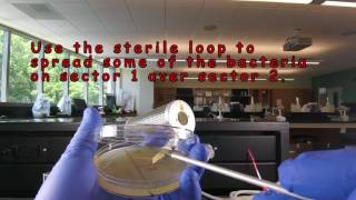 Aseptic Technique Inoculating a Petri Plate  Streaking for Isolation [upl. by Rehtaef706]