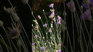 Blooming everlasting plant immortelle Xeranthemum annuum [upl. by Seltzer]