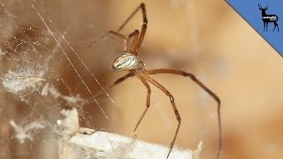 This Spider Twerks To Avoid Death [upl. by Fredella]