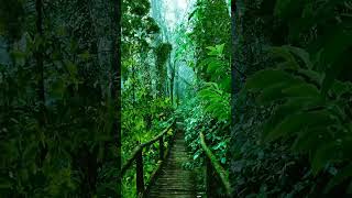 Wooden old bridge with raining in jungle forest jungle nature peaceful beautiful relaxing [upl. by Suravaj195]