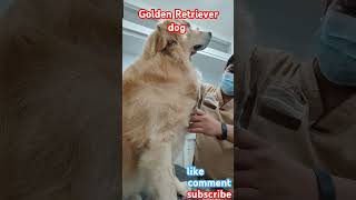 Golden Retriever dog in youtubeshorts pets groomerlife veterinarylife likeandsubscribeshort [upl. by Llewellyn]