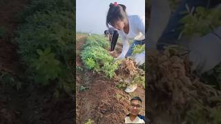 The girls are harvesting peanuts sonlv [upl. by Fredkin]