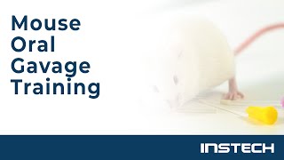 Mouse Oral Gavage Training [upl. by Ranchod]