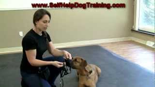 Dog Training with a Halti Collar  Intro wwwK91com [upl. by Ahsietal]