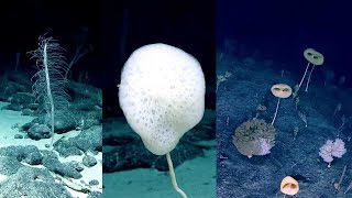 Hexactinellid species glass sponges Johnston Atoll [upl. by Borroff]