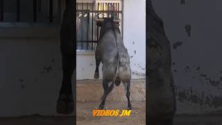 😱😱 Toro asomándose a la ventana Valfermoso de Tajuña [upl. by Atsirhcal]