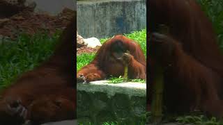 Orangutans play like humans [upl. by Yltneb686]