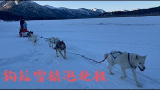 Dog sledding in the North Pole（狗拉雪橇逛北极） [upl. by Yuk448]