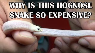 SECRET TO BREEDING HOGNOSE SNAKES [upl. by Eelirak]