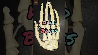 HAND BONES  Upper limb Anatomy [upl. by Anitselec109]