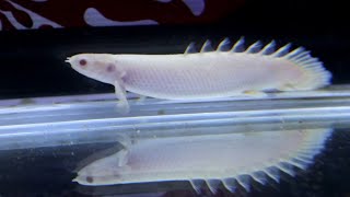 ADDING NEW FISH on my AROWANA TANK  ALBINO BICHIR [upl. by Thurman263]