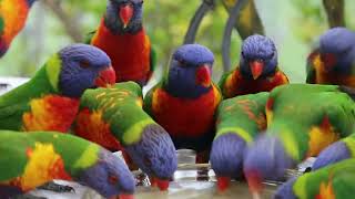 Rainbow Lorikeet Trichoglossus haematodus at Birchgrove Oval 11423 [upl. by Missy]