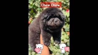 Chow Chow dog doglover pets purebreed puppy cutedogs video viralvideo [upl. by Sholem]