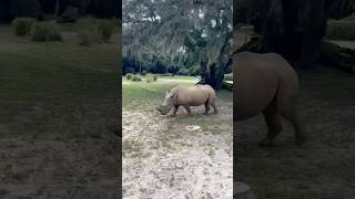 Kilimanjaro Safaris at Animal Kingdom [upl. by Bengt]