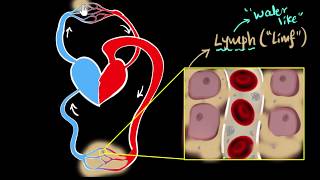 Lymph lymph nodes amp lymphatic system  Life processes  Biology  Khan Academy [upl. by Ennaitsirhc602]