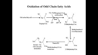 The fate of Propionyl CoA resulting from Oxidation of Odd chain Fatty acids [upl. by Puduns]