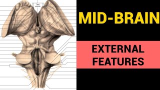 Mid Brain Anatomy 13  External Features [upl. by Serrell730]