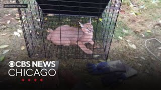 Wild endangered caracal native to Africa captured in Hoffman Estates [upl. by Nurav]