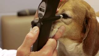 TonoVet Tonometer J1000  Canine [upl. by Chaudoin876]