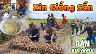 Gặp Ngay quot Rắn Hổ Mangquot Siêu Độc Khi quotXin Giống Sắnquot Tại Trang Trại Đông Paulo  Team Huyền Thoại [upl. by Caleb658]