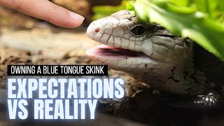 Expectations vs Reality of Owning A Blue Tongue Skink [upl. by Byrom640]