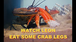 Watch Leon Eat Some Crab Legs [upl. by Araccat]