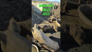 Amargosa Valley Hogs [upl. by Noir]