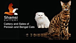 Bengal Cat Of Syed Tabrez From Banglore [upl. by Rosenberg]