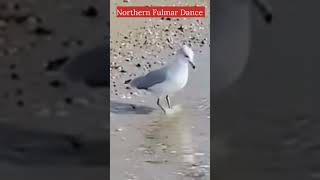 How Northern Fulmar Dance in Water [upl. by Muns599]