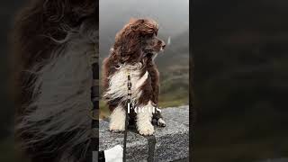 Portuguese Water dog 🐕‍🦺 pwd waterdog Alps nature mindset peace ambiente [upl. by Aneehsor]