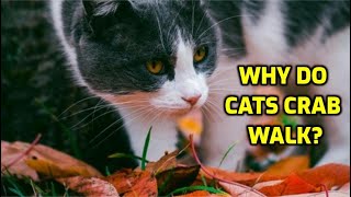 What Does It Mean When My Cat Walks Sideways [upl. by Trebmer]