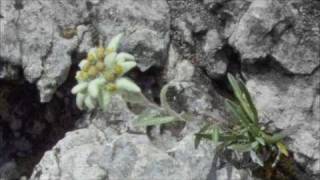 Stelutis Alpinis  Coro Martinella [upl. by Assira]