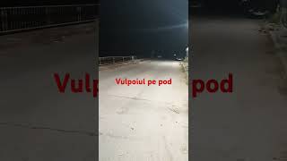 Vulpoiul pe pod Dragoesti 9112024 [upl. by Maer]